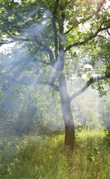 Güneş ışınları ile brunch ağaç — Stok fotoğraf