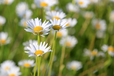 Camomiles çayır