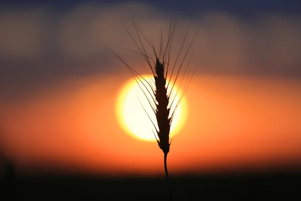 Ear on sunset background — Stock Photo, Image