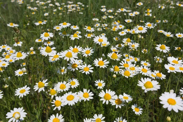 Daisy flowers on meadow — Stock Photo, Image