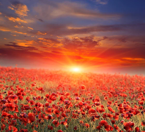 Poppy field on sunset — Stock Photo, Image