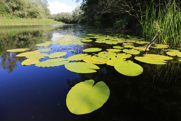 Water lily bladeren op water — Stockfoto
