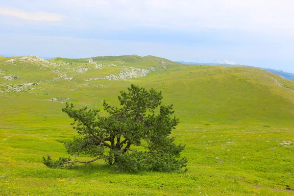 Yalnız ağaç üzerinde yeşil çayır — Stok fotoğraf