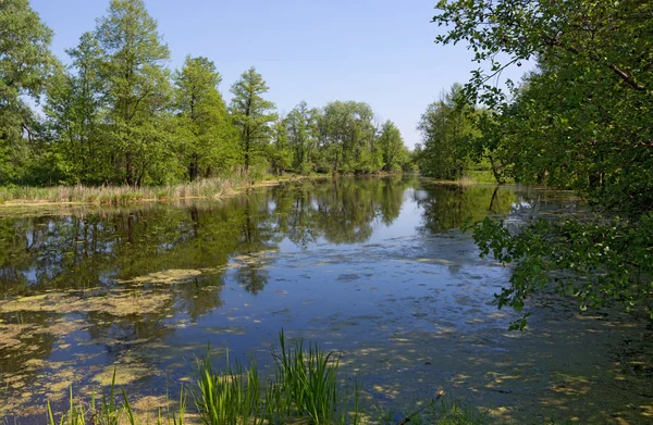 Summer scene on lake — Stock Photo, Image
