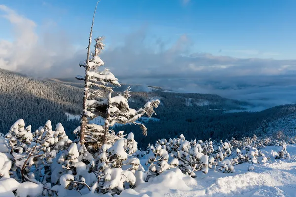 Albero congelato in montagna — Foto Stock