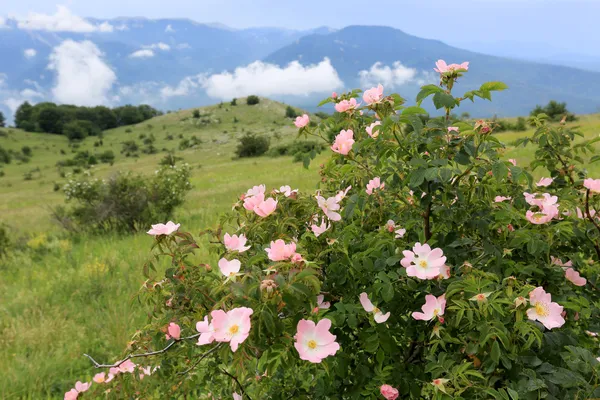 Pies rose bush w górach — Zdjęcie stockowe