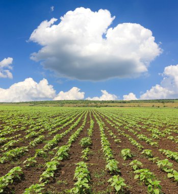 alan ayçiçeği filizi ile