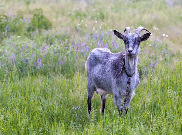 Chèvre sur prairie — Photo