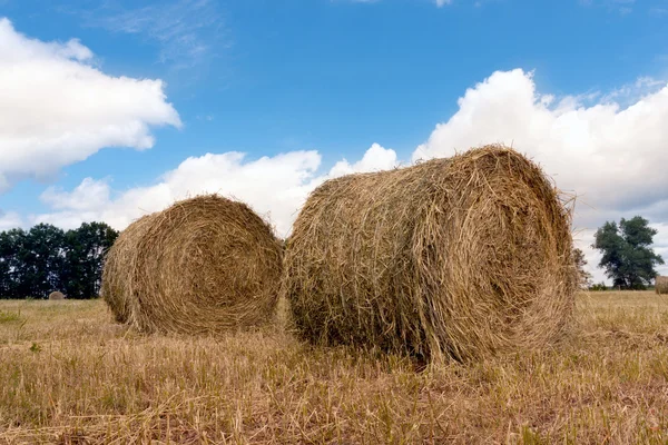 Rouleaux de foin sur prairie — Photo