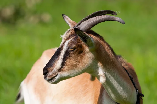 Goat on pasture — Stock Photo, Image