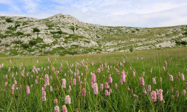 Meadow in mountains — Stock Photo, Image