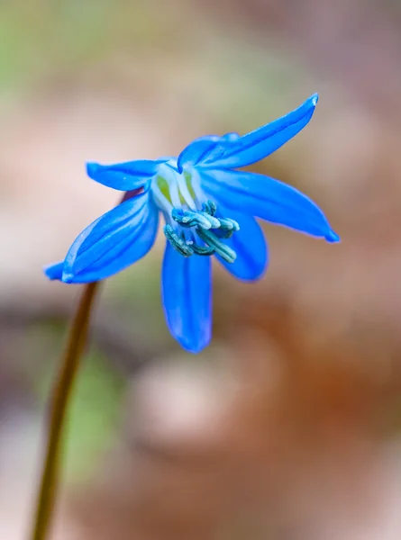 Bela flor azul selvagem - tiro macro — Fotografia de Stock