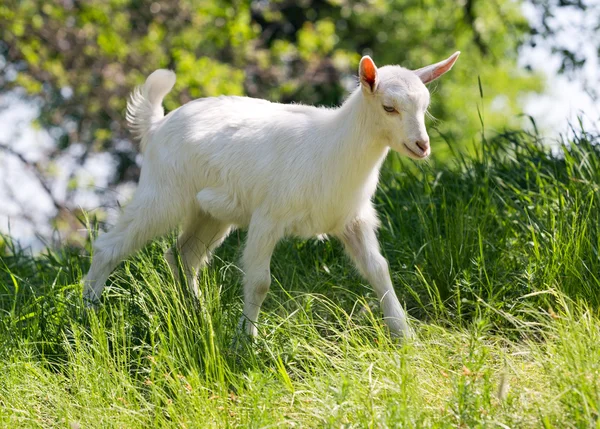 在草甸上 goatling — 图库照片