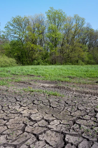 Gebarsten aarde in bos — Stockfoto