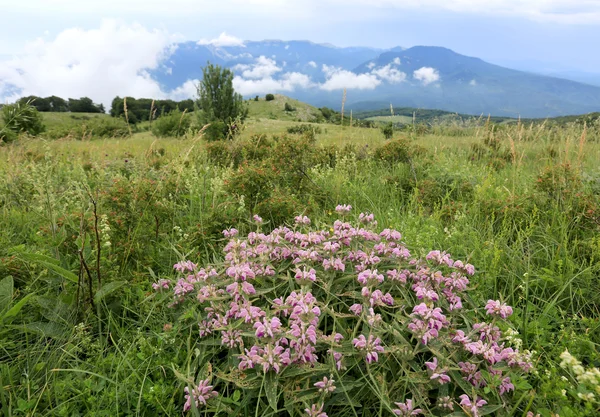 Flores silvestres en las montañas —  Fotos de Stock