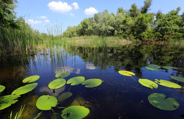 Water lilyes leafs on lake — Stock Photo, Image