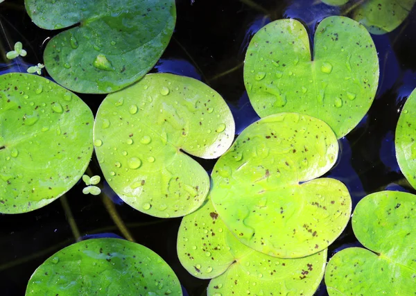 Vodní rostliny listí na vodě — Stock fotografie
