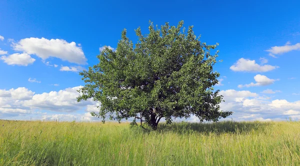 greem çayır on ağacının