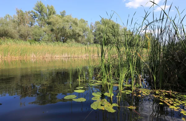 Estate sul fiume — Foto Stock