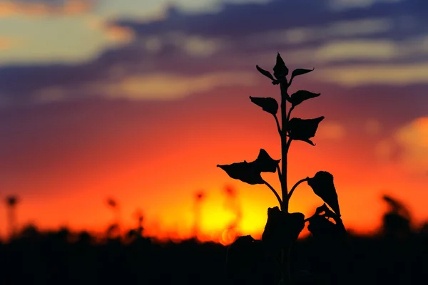 Günbatımı üzerinde çiçek siluet — Stok fotoğraf