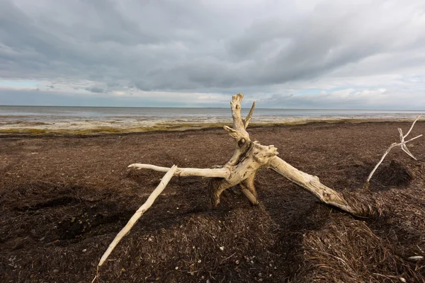 Gamla träd på döda havet — Stockfoto