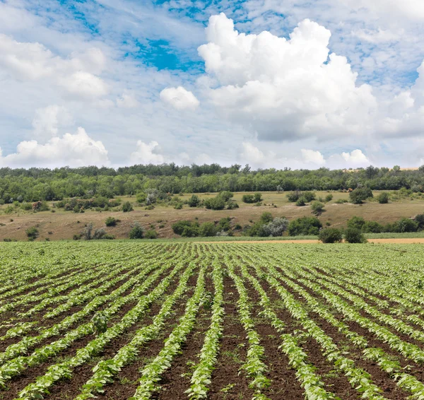 Feld mit Sonnenblumenkohl — Stockfoto