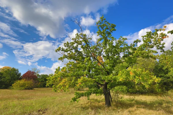 Colorful scene in autumn day — Stock Photo, Image