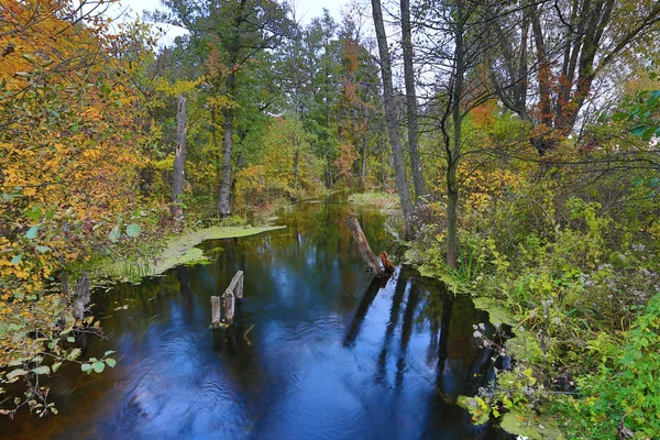 Blå floden i skogen — Stockfoto