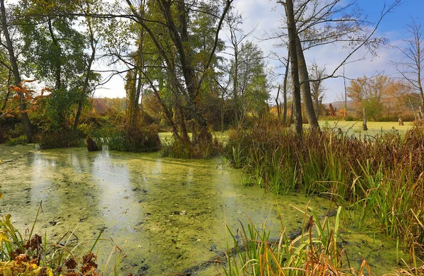 Осенняя сцена на болоте — стоковое фото