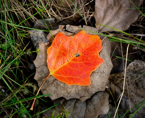 Hojas de otoño —  Fotos de Stock