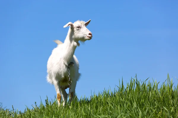 Goat on green meadow — Stock Photo, Image