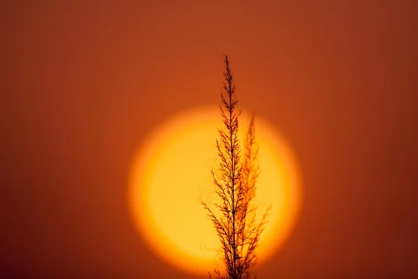 Gras op zonsondergang achtergrond — Stockfoto