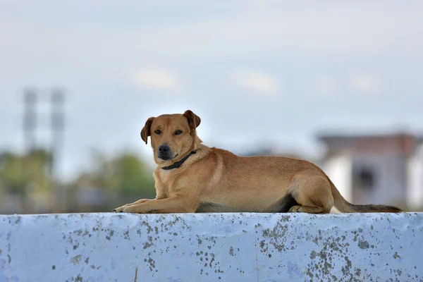 Dog's portrait — Stock Photo, Image