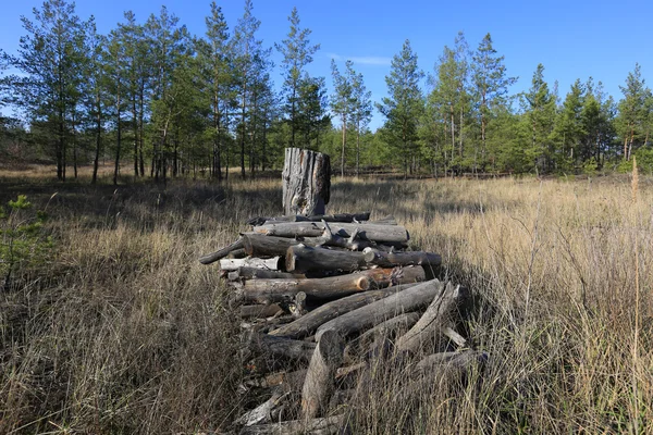 Altes Holz im Wald — Stockfoto