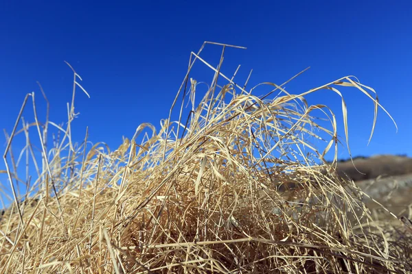 Droog gras — Stockfoto