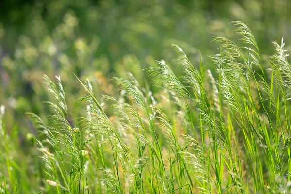 Heads of grass — Stock Photo, Image