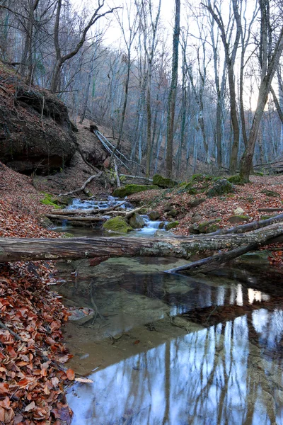 秋の森の山川 — ストック写真
