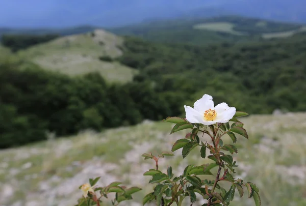 Hundsrosenblüte — Stockfoto