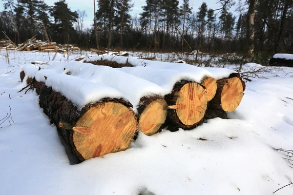 Pine logs under snow — Stock Photo, Image