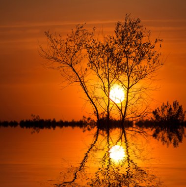 ağaç sunset