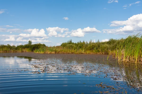 Jezero v letní den — Stock fotografie