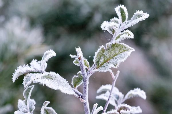 Green brunch under frost — Stock Photo, Image