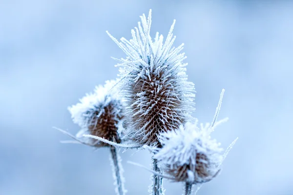 Frozen plants — Stock Photo, Image
