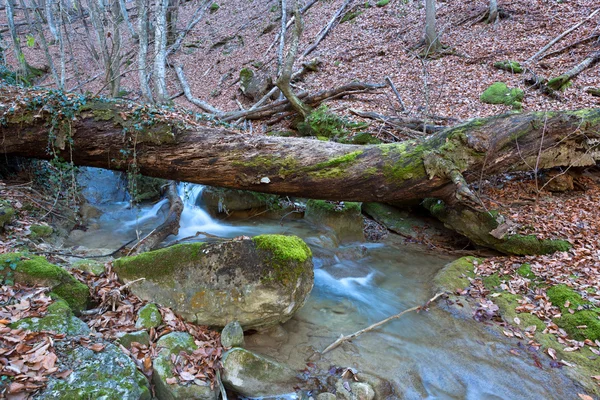 Старое дерево над горным ручьем — стоковое фото