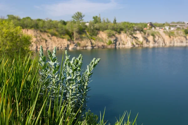 Зеленая трава на фоне озера — стоковое фото