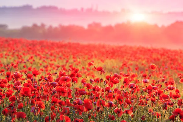 Red poppy field — Stock Photo, Image