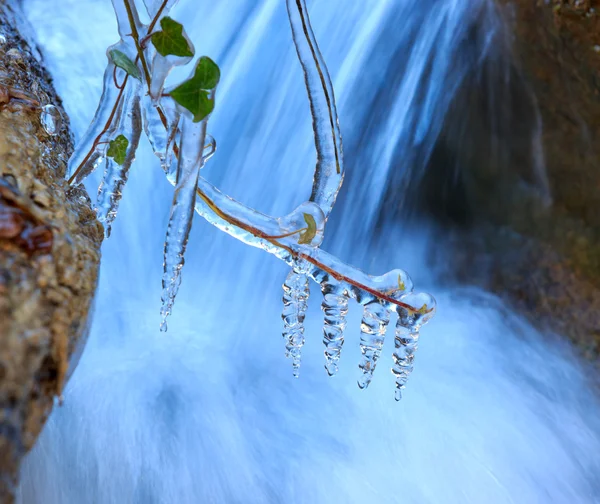 Impianto congelato vicino alla cascata — Foto Stock