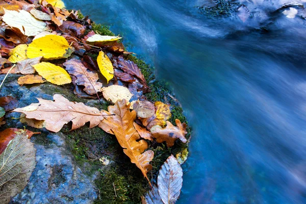 Herfst bladeren in de buurt van stream — Stockfoto