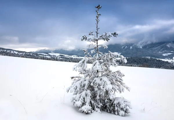 Alone pine tree in winter mountains — Stock Photo, Image
