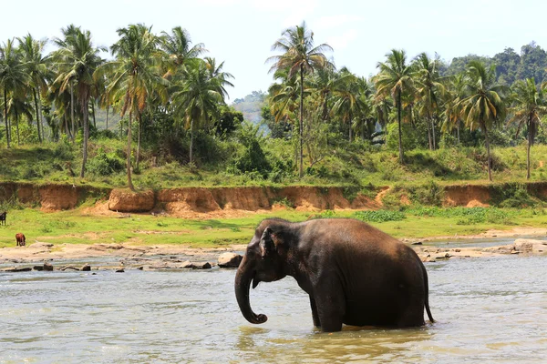 Slon v řece — Stock fotografie